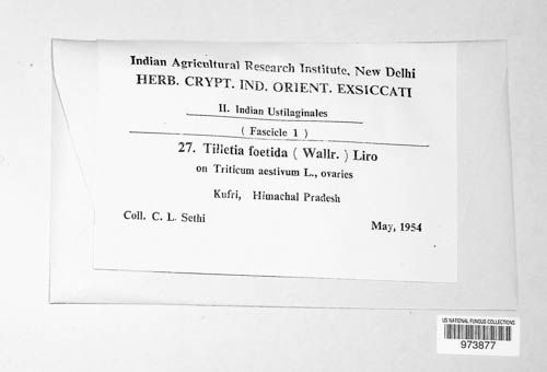 Tilletia laevis image